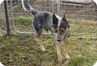 german shepherd heeler