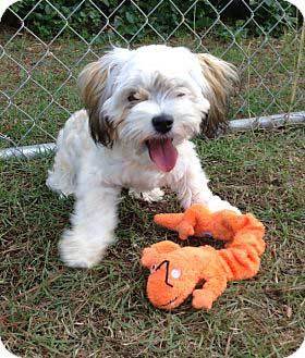 shih tzu havanese cross