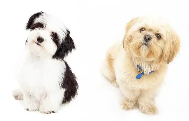 All About The Havanese Shih Tzu Mix (havashu): Facts  Information