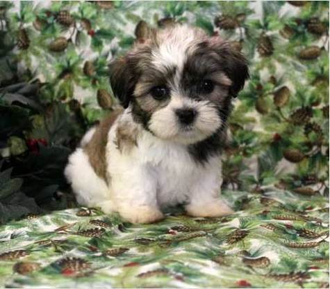 All About the Havanese Shih Tzu Mix (Havashu): Facts/ Information