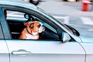 How To Calm A Nervous Dog In The Car (10 Easy Tips)