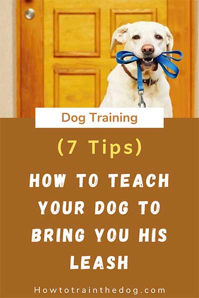 How To Teach Your Dog To Bring You His Leash (7 Easy Steps)