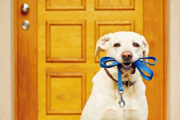 teach your dog bring his leash