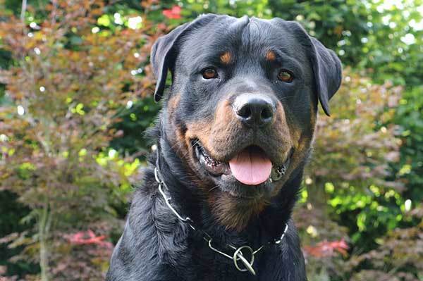 training rottweiler puppy