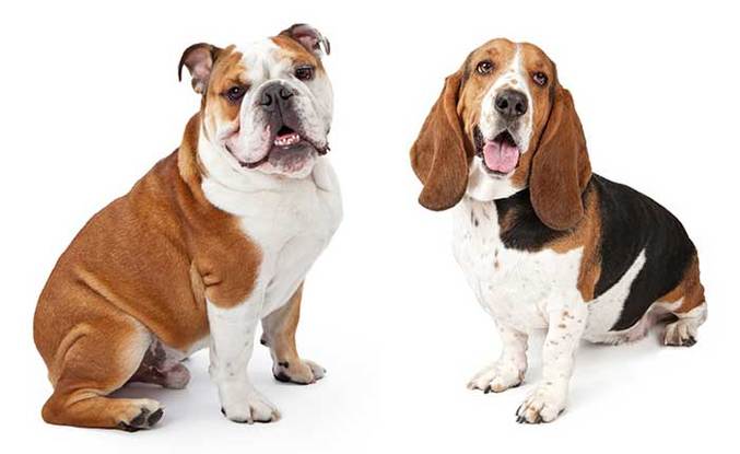 All About The Basset Hound English Bulldog Mix (Bully Basset) With Pictures