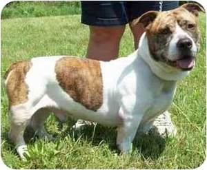 All About The Basset Hound English Bulldog Mix (Bully Basset)