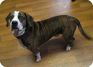 All About The Basset Hound English Bulldog Mix (Bully Basset)