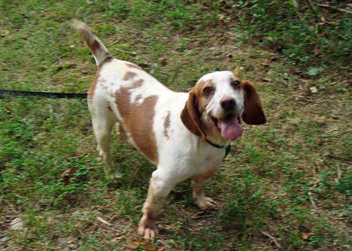 All About The Basset Hound Beagle Mix: Facts/ Information