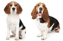 All About The Basset Hound Beagle Mix (Bagle Hound) With Pictures