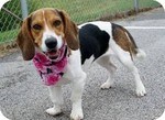 All About The Basset Hound Beagle Mix: Facts/ Information