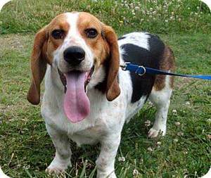 All About The Basset Hound Beagle Mix (Bagle Hound) With Pictures