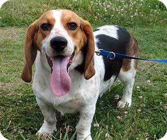 All About The Basset Hound Beagle Mix Facts Information