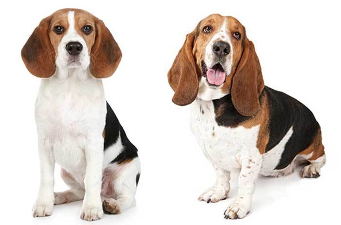 basset hound beagle mix information