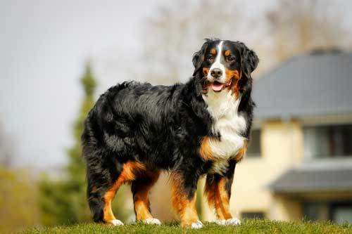 Bernese mountain dog history