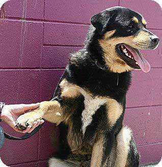 bernese mountain dog rottie mix