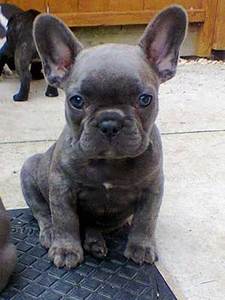 Interesting Facts About The Brindle French Bulldog