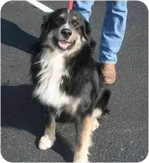 bernese border collie mix