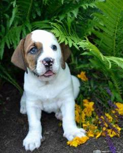 All About The Basset Hound English Bulldog Mix (Bully Basset) With Pictures