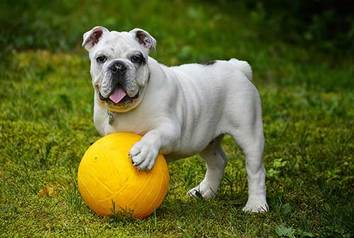 All About The Basset Hound English Bulldog Mix (Bully Basset) With Pictures