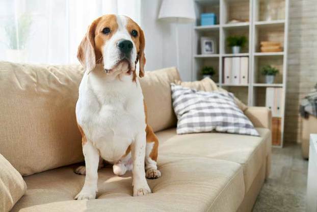 How To Keep Your Dog Off The Couch (15 Easy Tips )