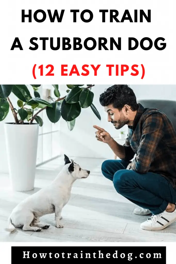 How To Train A Stubborn Dog (12 Easy Tips)