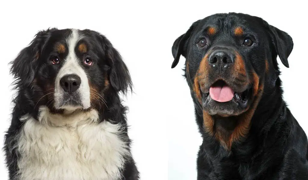 All About The Rottweiler Bernese Mountain Dog Mix ...