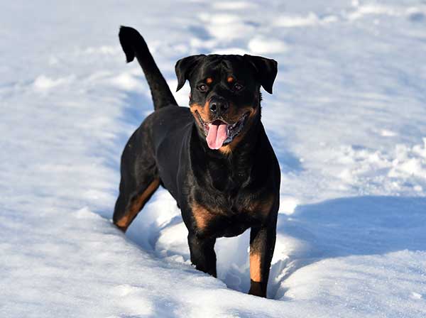 Rottweiler dog in the snow