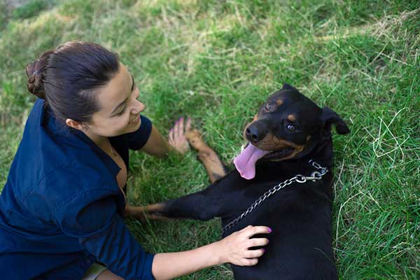 rottweiler dog on grass with owner