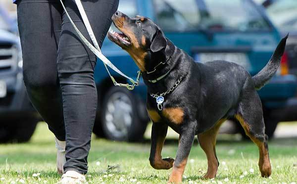 how to train a rottweiler puppy