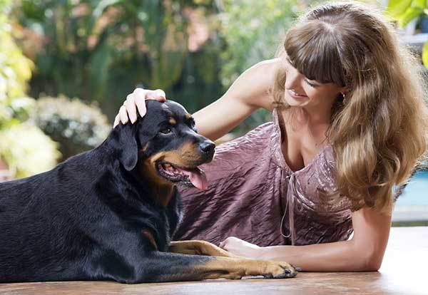 best ways to train rottweilers