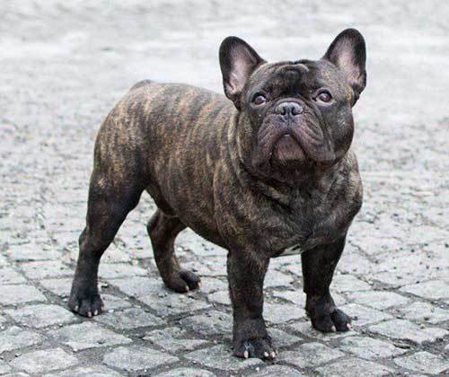 Interesting Facts About The Brindle French Bulldog