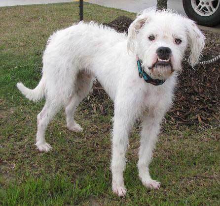 Boxerdoodle - Your Guide To The Adorable Boxer Poodle Mix