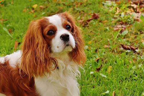 Cavalier King Charles Spaniel history origin