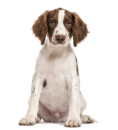 English Springer Spaniel Puppy