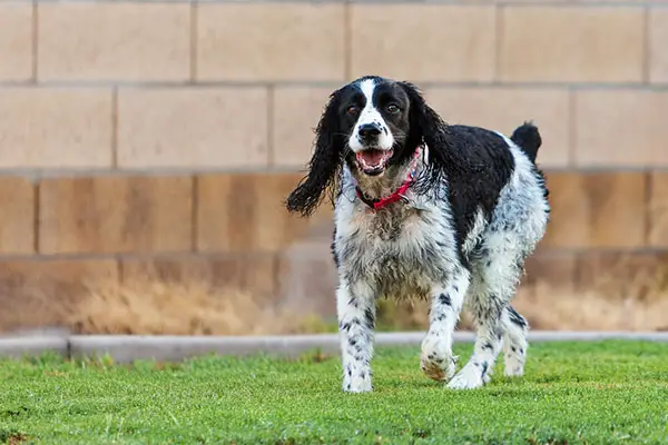 English Springer Spaniel Training Methods