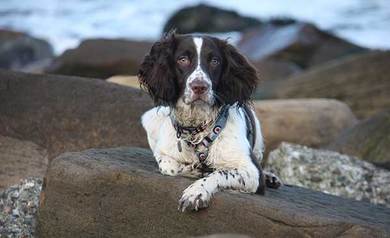 English Springer Spaniel Training: 10 Useful Tips & Tricks