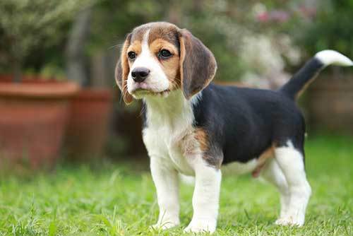 beagle puppy op gras