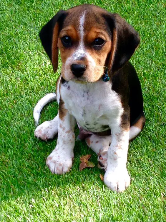 king charles cavalier mixed with beagle