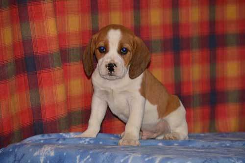 Beagle boxer mix szczeniak