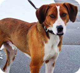 Beagle, Boxer Mix velikost