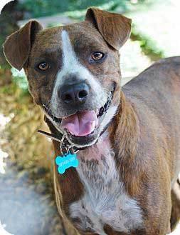 beagle boxer mix brindle