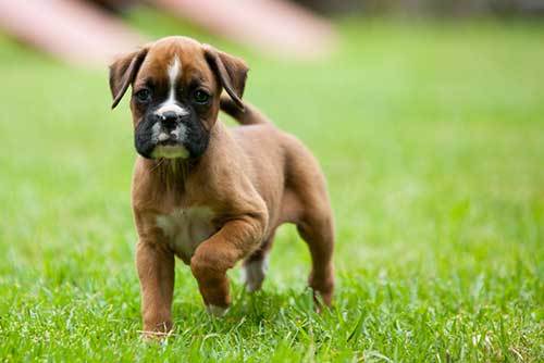 boxer Puppy playing