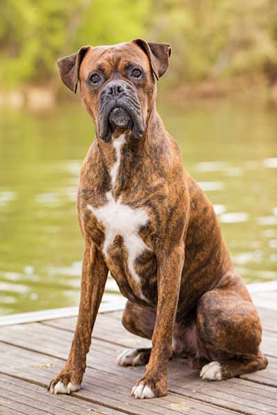 Brindle Boxer Dog