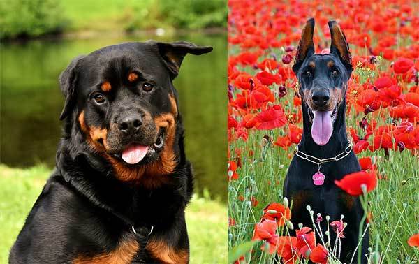 rottweiler or doberman comparison