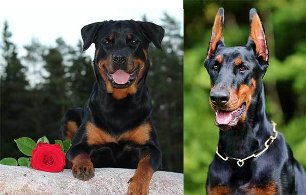 rottweiler vs doberman guide