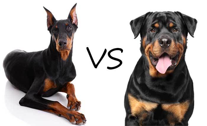 Doberman Vs Rottweiler Which Breed Makes A Better Pet