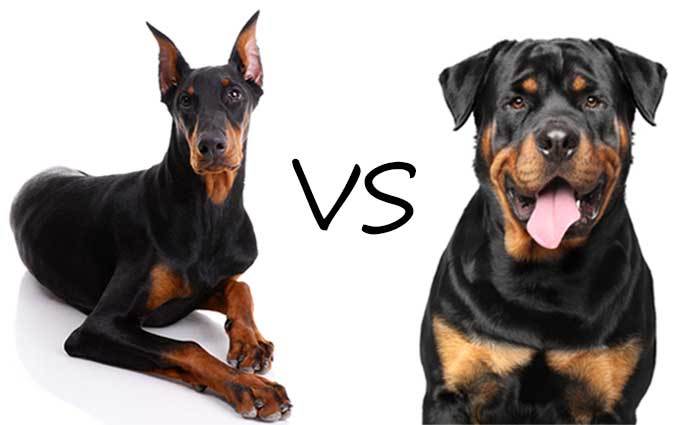 doberman pinscher vs rottweiler