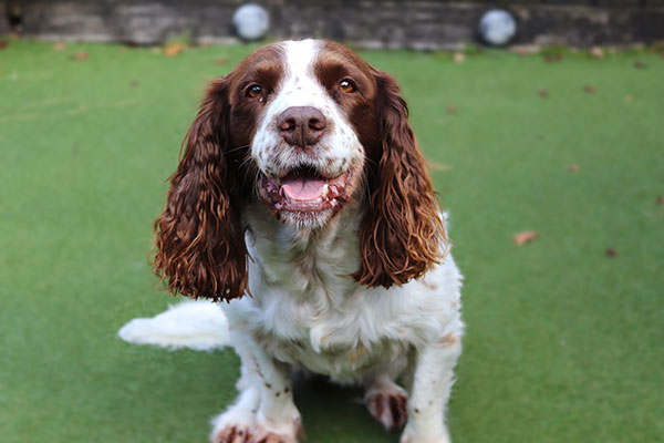 English Springer Spaniel Dog at Park