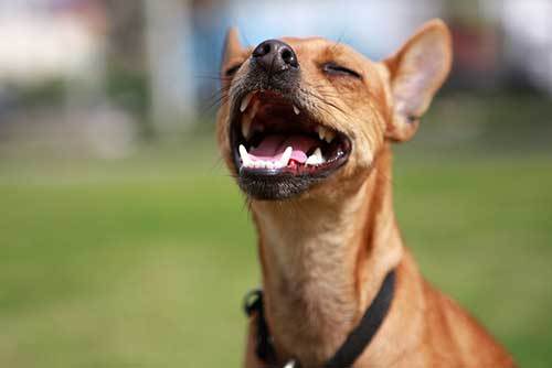 how to keep dogs teeth clean without brushing