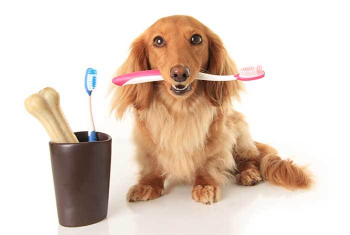 clean dogs teeth without toothbrush